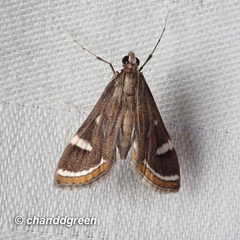 Strepsinoma croesusalis