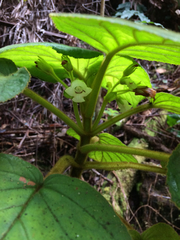 Cyrtandra platyphylla