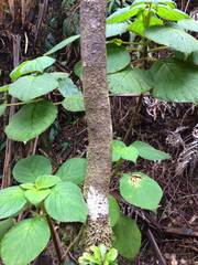 Cyrtandra platyphylla