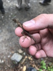 Anolis antonii