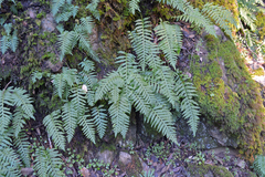 Polypodium glycyrrhiza