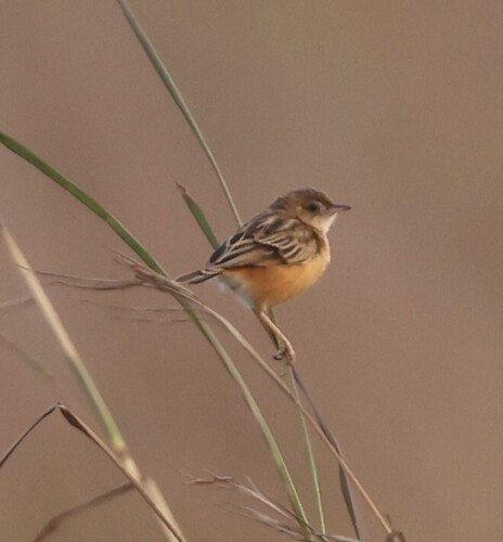 iNaturalist image