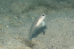 Larson's Shrimpgoby photo 4