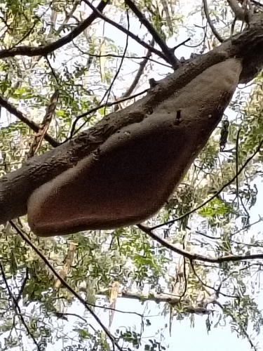 Giant Honey Bee