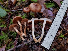 Inocybe pusio