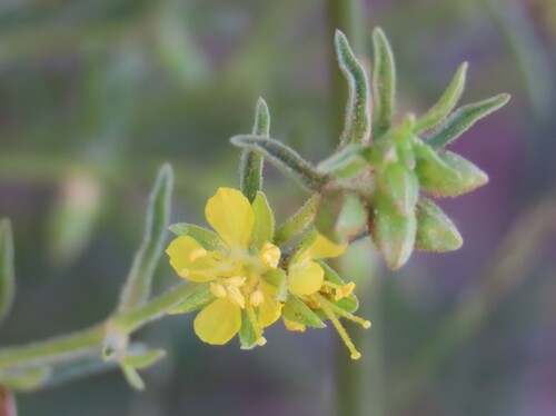 Toiing (Vahlia capensis)