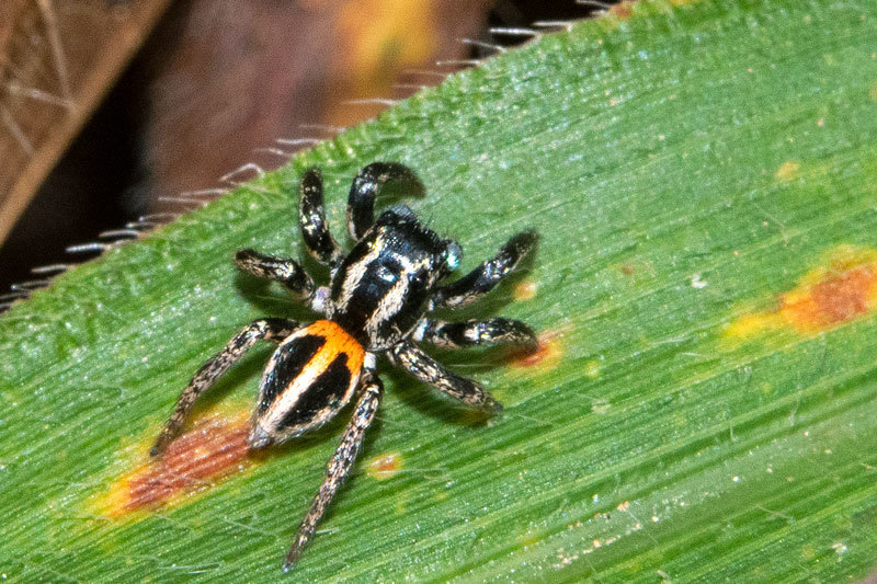 Anasaitis elegantissima