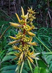 (c) Matteo Cassella, some rights reserved (CC BY-SA) Heliconia spissa, photograph (c) Matteo Cassella, some rights reserved (CC BY-SA)