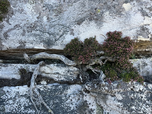 Peak Heath (Erica lignosa)