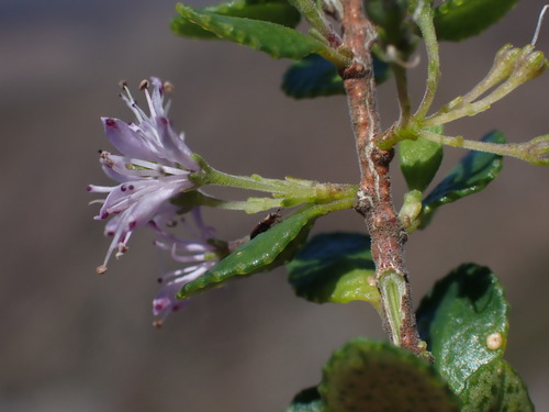 Good Buchu (Agathosma venusta)