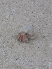 Coenobita perlatus
