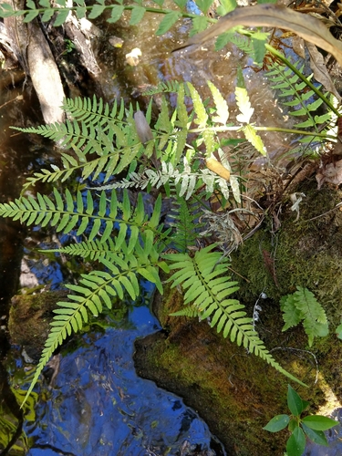 eared spleenwort (Asplenium erosum)