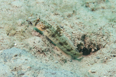 Ocellated Shrimpgoby photo 5