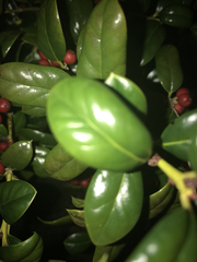 Myricaceae