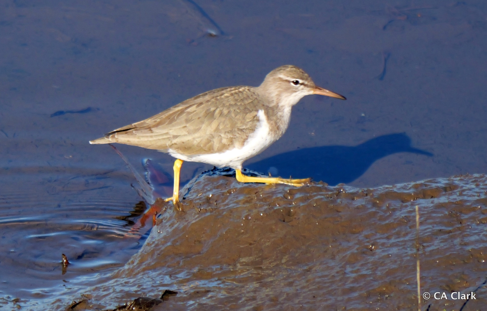 Actitis macularius (Linnaeus, 1766)