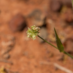 Dactyloctenium radulans