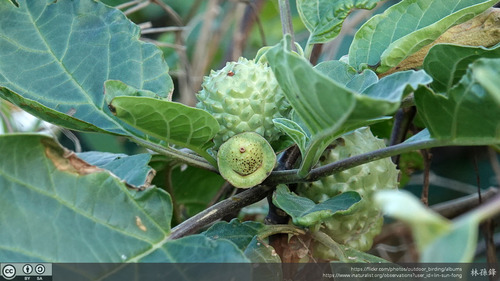 Datura metel