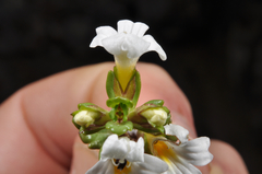 Euphrasia laingii