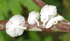 Marasmiellus cubensis