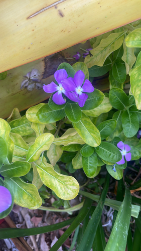 Catharanthus roseus observed 2025-12-31