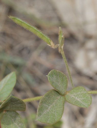Rusty Glycine (Glycine tomentella)