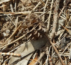 Allocasuarina luehmannii