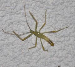 Zelus janus
