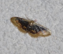 Idaea scintillularia