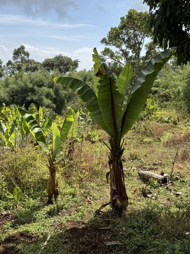 Abyssinian banana