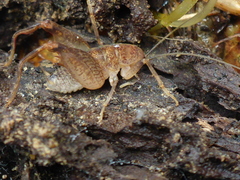 Pristoceuthophilus pacificus