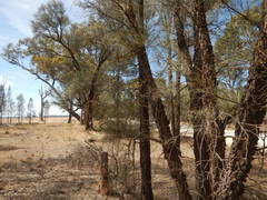 Allocasuarina luehmannii