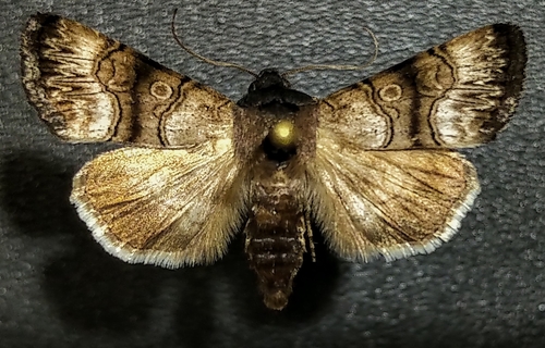 Saunders' Sallow