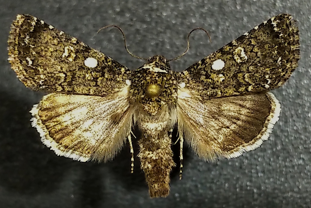 White-star Sallow