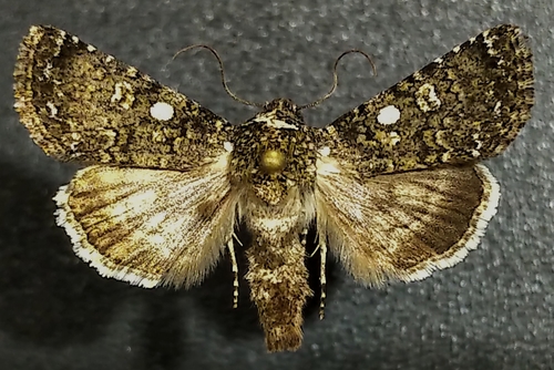 White-star Sallow