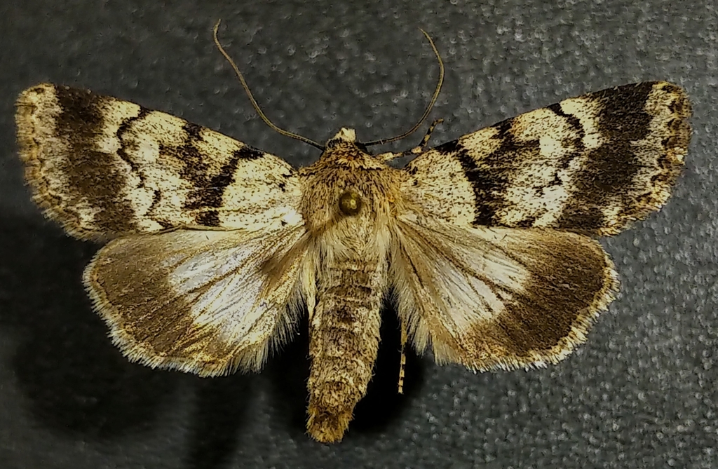 Sympistis extremis