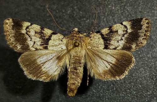 Sympistis extremis