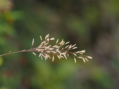 Calamagrostis hakonensis iNat (3)