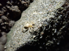 Araneae