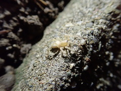 Araneae