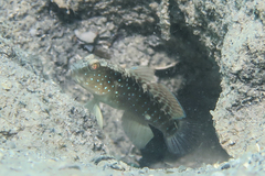 Bluespot Shrimpgoby photo 2