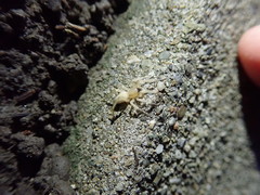 Araneae