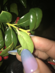 Myricaceae