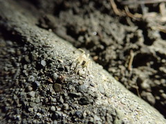 Araneae