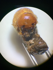 Pseudocotalpa giulianii