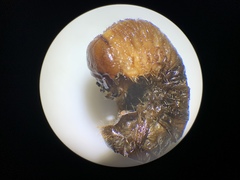 Pseudocotalpa giulianii