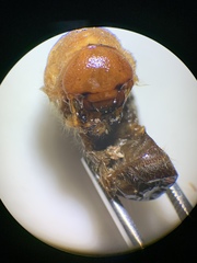 Pseudocotalpa giulianii