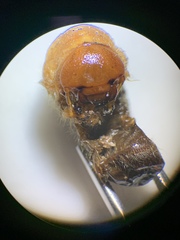 Pseudocotalpa giulianii