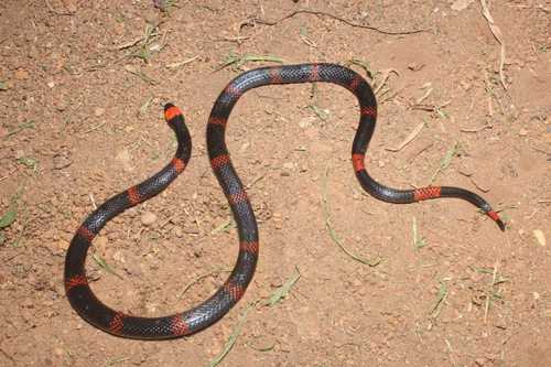 Panamenian Coralsnake