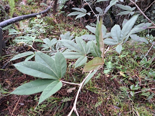 Rubus lineatus