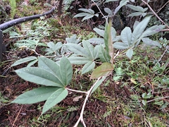 Rubus lineatus